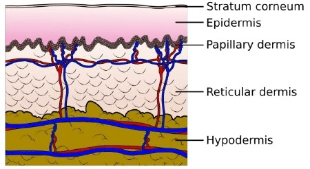 لایه های پوست