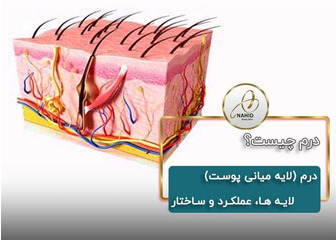 درم (لایه میانی پوست): لایه ها، عملکرد و ساختار