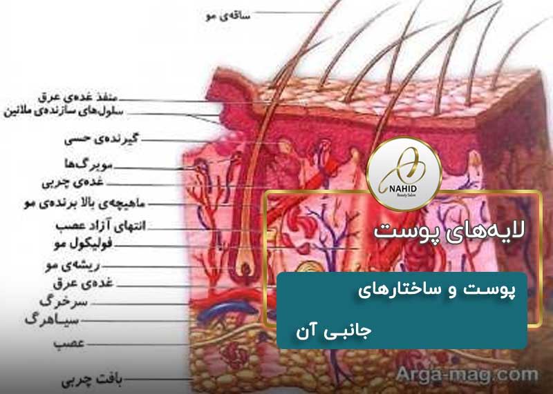 لایههای پوست | پوست و ساختارهای جانبی آن